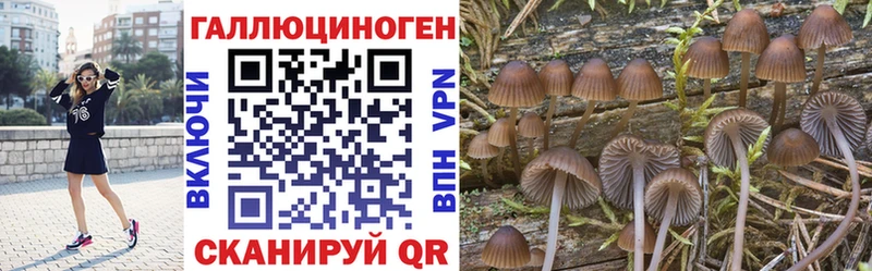 Псилоцибиновые грибы Psilocybe  Сланцы 